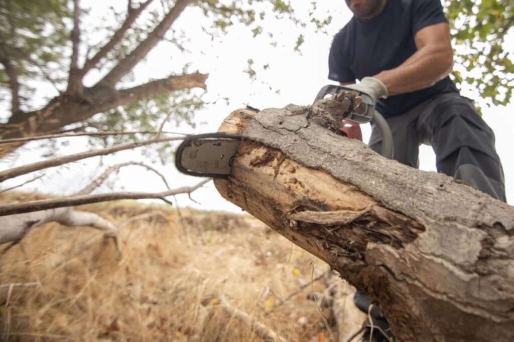 stump removal service