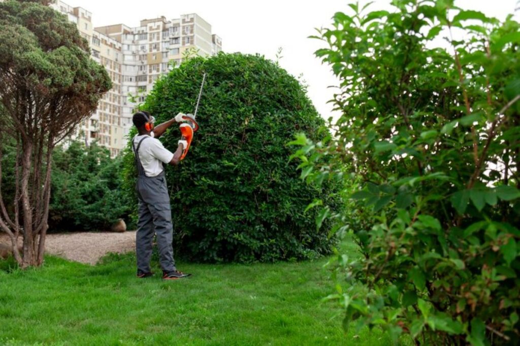 Hedge trimming