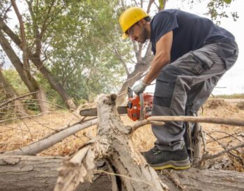 stump removal service