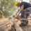 Stump Grinding Services in Northern Beaches: What to Expect