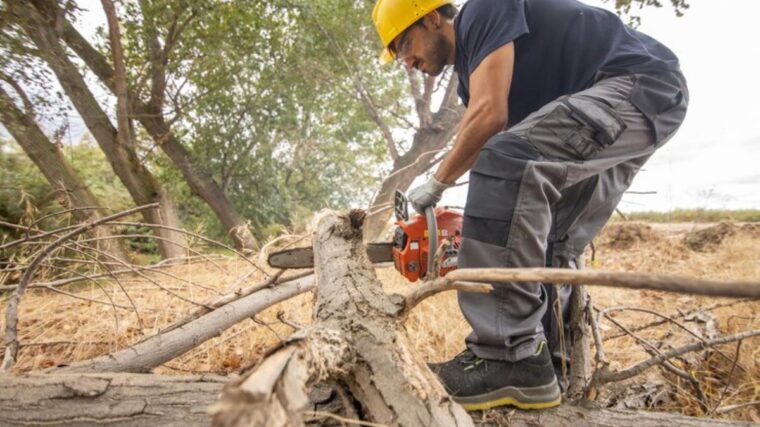 stump removal service