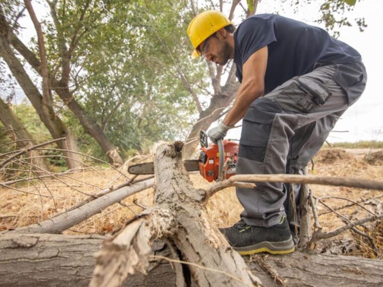stump removal service