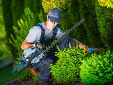 Hedge trimming