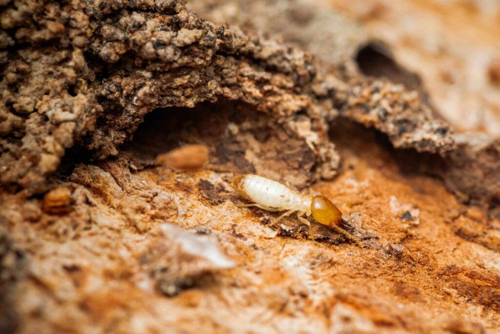 Termite Barrier Sydney: How Chemical and Physical Barriers Protect Homes

