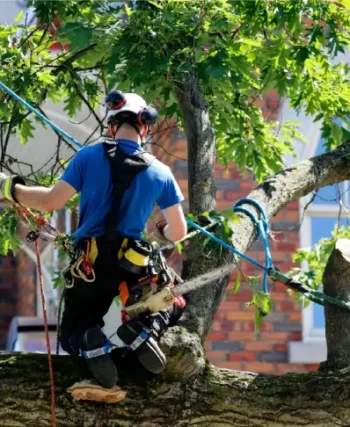 Get a Same-Day Quote for Sydney Stump Grinding