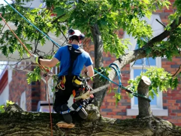 Get a Same-Day Quote for Sydney Stump Grinding