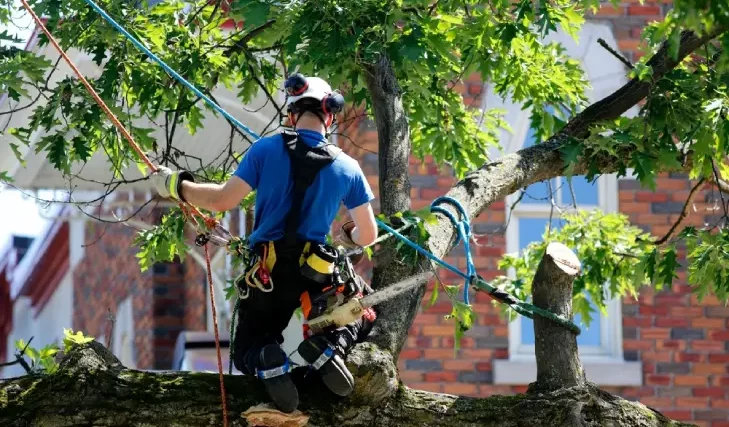 Get a Same-Day Quote for Sydney Stump Grinding