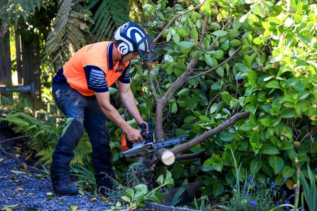 Get a Same-Day Quote for Sydney Stump Grinding