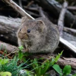 2026 Pest Control Guide for Penrith Homes and Businesses