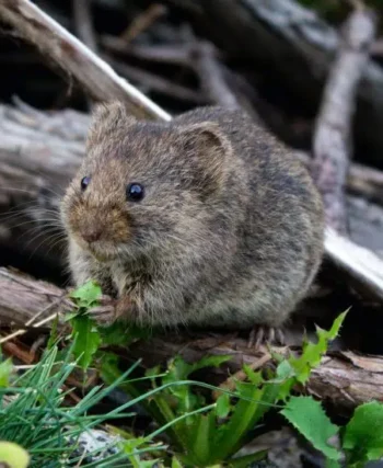 rat exterminator sydney