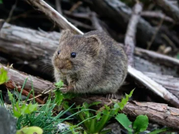 rat exterminator sydney