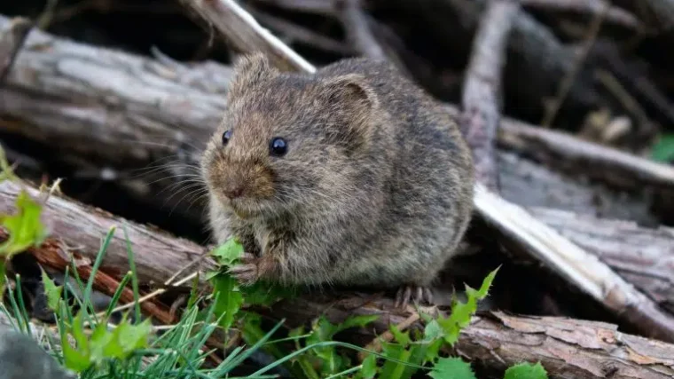 rat exterminator sydney
